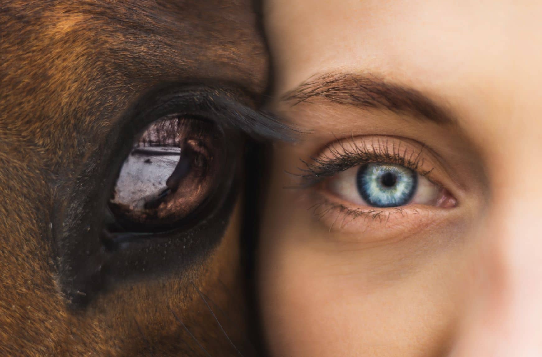 What is Equine Therapy at Drug Rehabs San Diego?